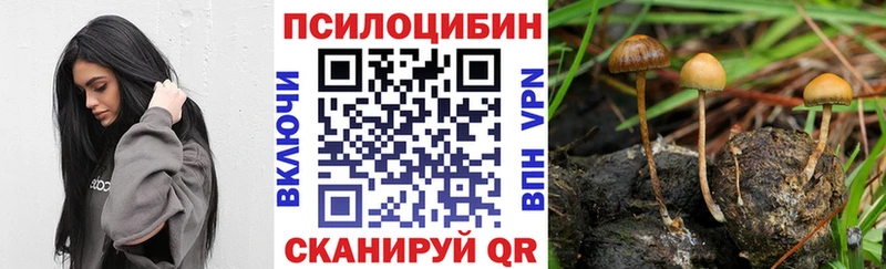 Галлюциногенные грибы Psilocybe  купить наркотики цена  Энгельс 